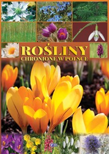 Obrazek Rośliny chronione w Polsce