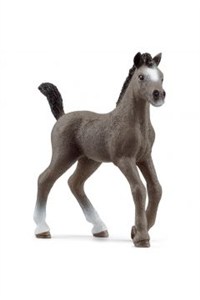 Picture of Źrebak Rasy Cheval de Selle Francais SLH13957