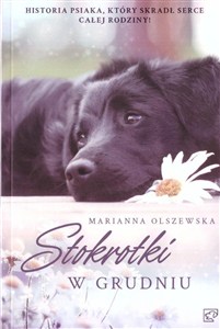 Picture of Stokrotki w grudniu