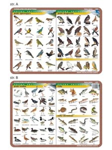 Picture of Podkładka edukacyjna 022 - Biologia. Ptaki wodne, śpiewające, drapieżne, ryby