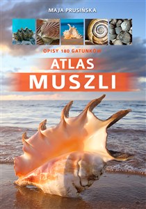 Obrazek Atlas muszli