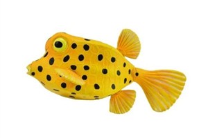 Obrazek Kostera gruzełkowata S