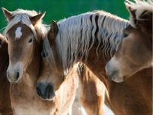 Picture of Puzzle Szczęśliwe konie 1500