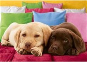 Picture of Puzzle 1000 Bliscy przyjaciele