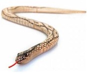 Wąż dewnia... -  Polish Bookstore 