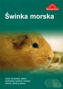 Obrazek Świnka morska