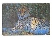 polish book : Podkładka ...