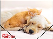 Teczka A4 ... -  Polish Bookstore 