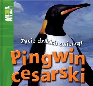 Picture of Pingwin cesarski Życie dzikich zwierząt
