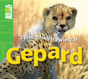 Picture of Gepard Życie dzikich zwierząt