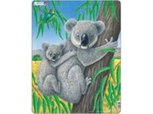 Picture of Koala