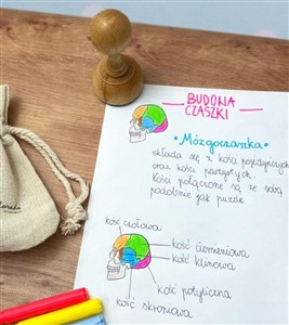 Obrazek Stempel mózgoczaszka