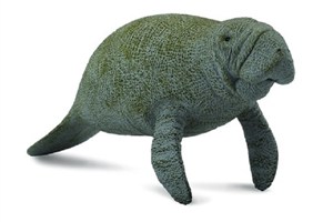 Obrazek Słoń morski