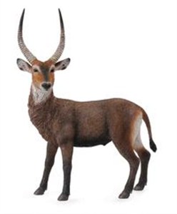 Obrazek Antylopa Waterbuck L