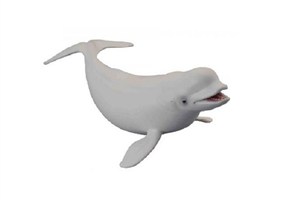 Obrazek Wieloryb Bieługa