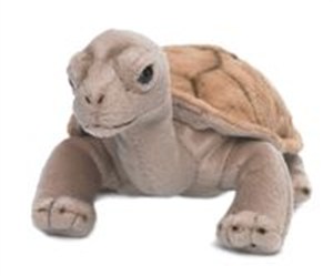 Picture of Żółw lądowy 20 cm