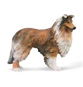 Obrazek Owczarek szkocki długowłosy