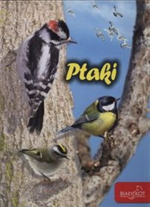 Obrazek Ptaki