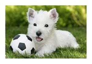 Picture of Puzzle Mini Pupile Pies biały