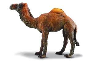 Picture of Wielbłąd jednogarbny