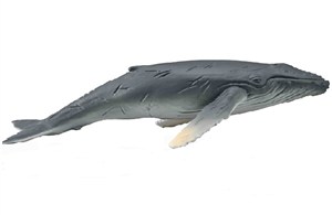 Obrazek Humbak młody