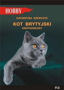 Obrazek Kot brytyjski krótkowłosy