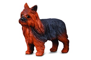 Obrazek Pies yorkshire terier