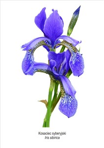 Picture of Obraz A4 Kosaciec syberyjski