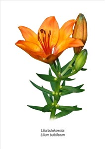Obrazek Obraz A4 Lilia bulwkowata