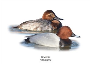 Picture of Obraz A4 Głowienka