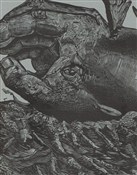 Książka : Wieloryb - Mateusz Pakuła