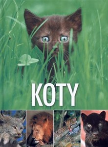 Obrazek Koty