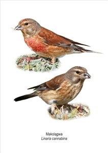 Obrazek Obraz A4 Makolągwa