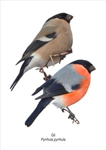 Obrazek Obraz A4 Gil