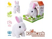 polish book : Króliczek ...