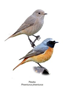 Picture of Obraz A4 Pleszka