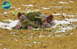 Picture of Puzzle Piatnik Hipopotam Nie Przeszkadzać 1000