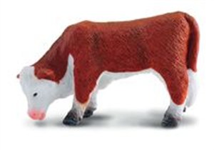 Picture of Cielę pasące rasy hereford