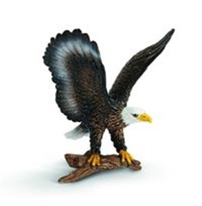 Picture of Orzeł bielik