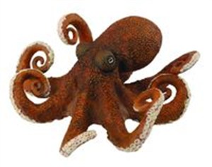 Obrazek Ośmiornica XL