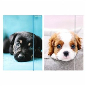 Obrazek Teczka z gumką A4 Pieski mix