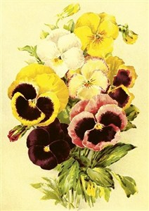 Picture of Karnet ST507 B6 + koperta Bratki