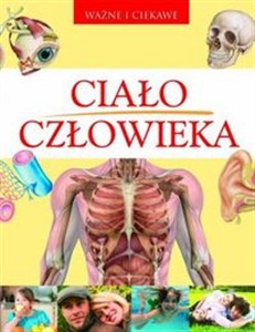 Obrazek Ciało człowieka Ważne i ciekawe