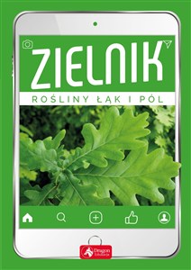 Picture of Zielnik
