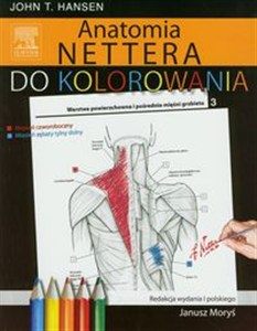 Obrazek Anatomia Nettera do kolorowania