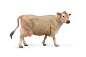 Jersey Cow... -  books in polish 