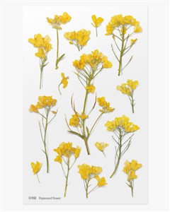 Obrazek Naklejki ozdobne kwiaty Rzepak artystyczne scrapbooking rękodzieło