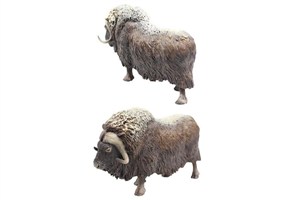 Obrazek Piżmowół arktyczny