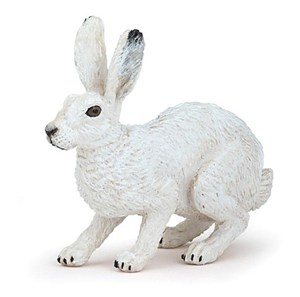 Obrazek Zając arktyczny