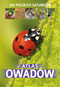Obrazek Atlas owadów